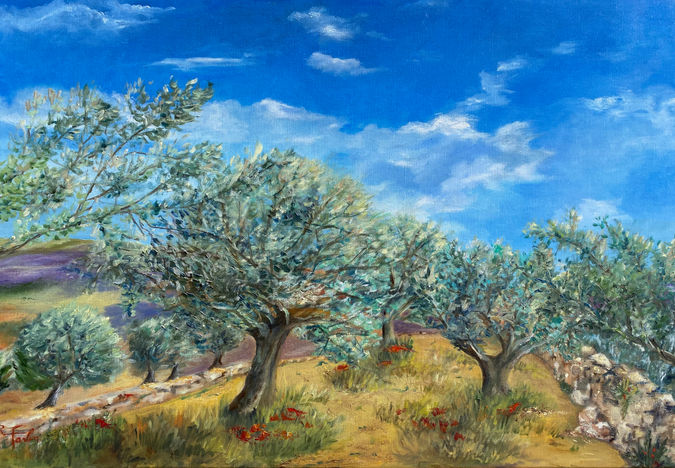 Champ d'oliviers.jpeg
