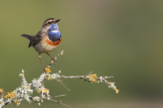 Exposition "Oiseaux, sentinelles fragiles de l'Environnement" sur la Presqu'île de