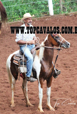 IMG_6933TOPCAVALOS.COM.BR