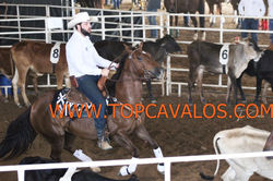 IMG_0570TOPCAVALOS