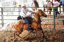 IMG_1517TOPCAVALOS
