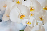 orchid-gd74e2f668_1920.jpg