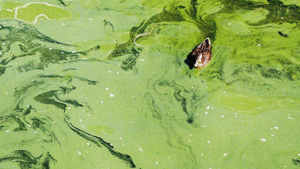 Algal Blooms