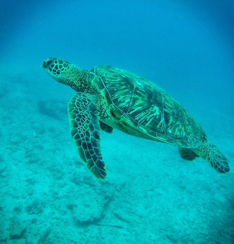 Lazy Day Turtle © Derek Maki