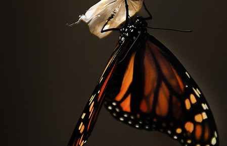 butterfly-1518060_1920.jpg
