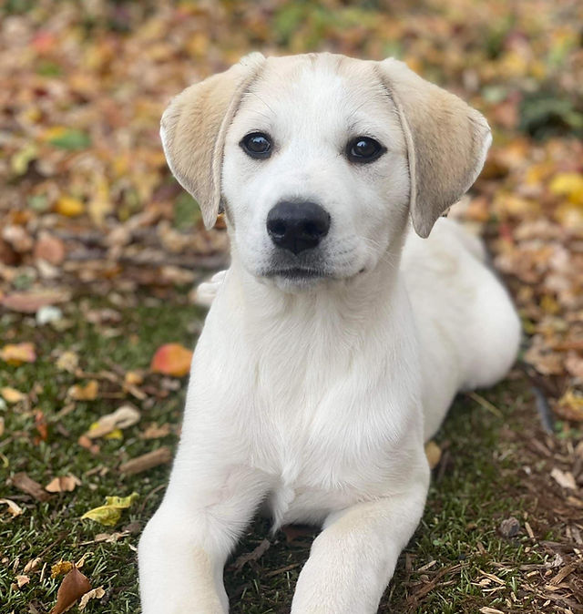 Pyrenees Lab Mix Great Pyrenees Retriever Labrador Retriever