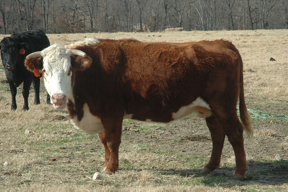 DSC_0035.JPG
