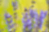 COM07036.jpg