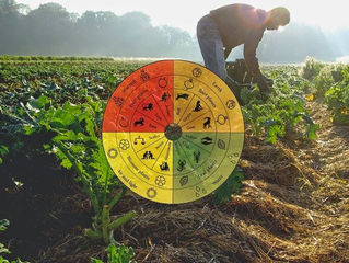 AGRICULTURA BIODINÂMICA: O OLHAR ESPIRITUAL PARA COM OS REINOS DA NATUREZA