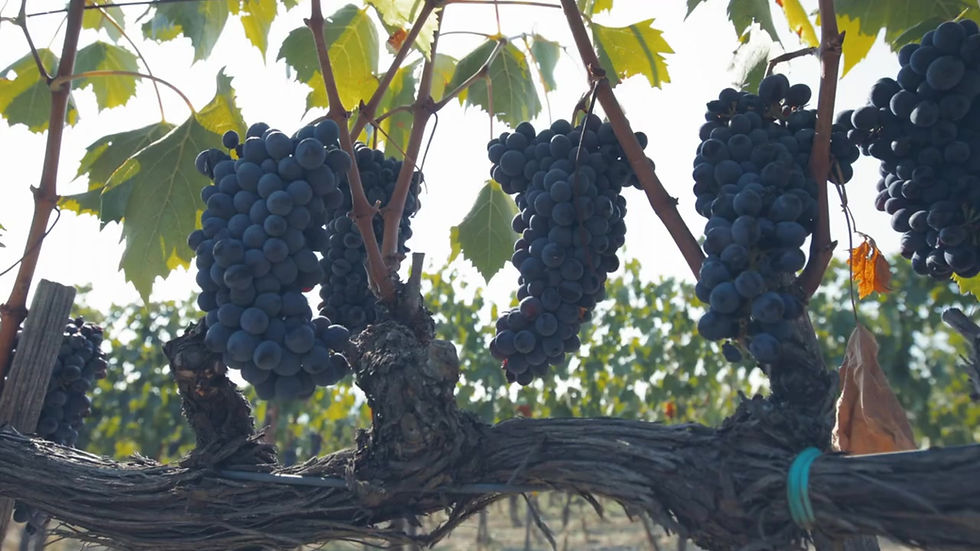 Savoring Tuscany: The Wine and Wisdom of Chianti’s Vineyards