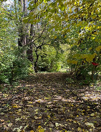 Meditation path in fall at Zenward
