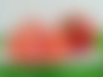 今が旬!甘くておいしいフルーツトマト🍅