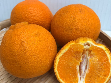 🍊今が旬!甘みと酸味のバランスが絶妙「不知火(しらぬい)」のご紹介🍊