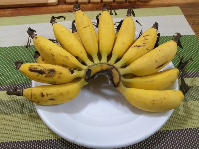 Banane « œuf de poule » (photo : Pascal Médeville)