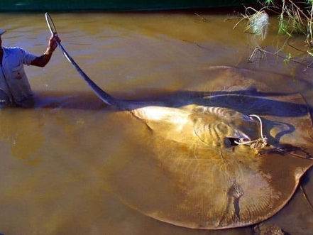 Nature : La raie d’eau douce géante vit mieux au Cambodge