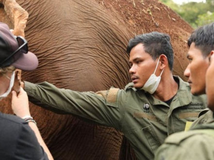 Cambodge & Nature : Comment traquer les éléphants pour les protéger
