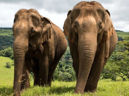 Cambodge : Journée mondiale des éléphants, ces trésors protégés du royaume
