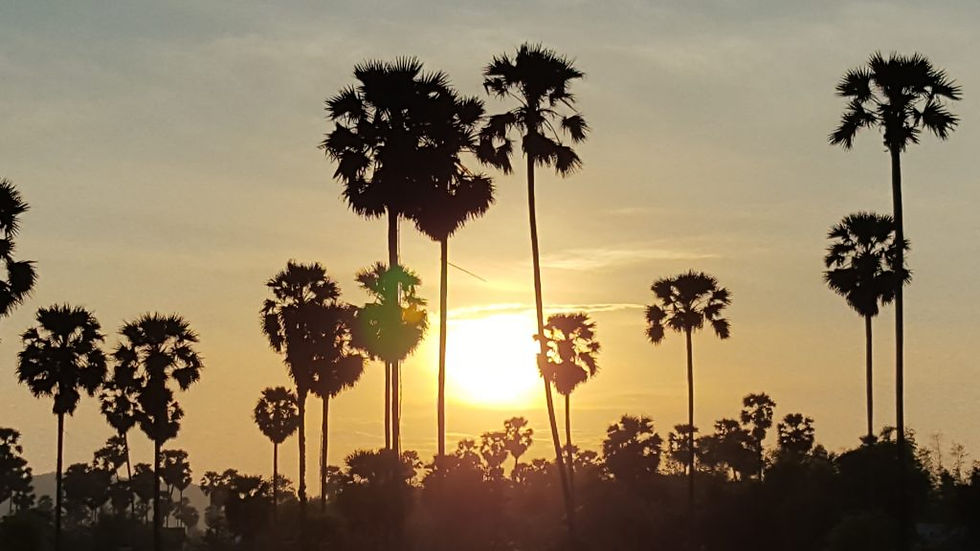 Silhouettes de borasse sur fond de coucher de soleil à Kampong Chhnang