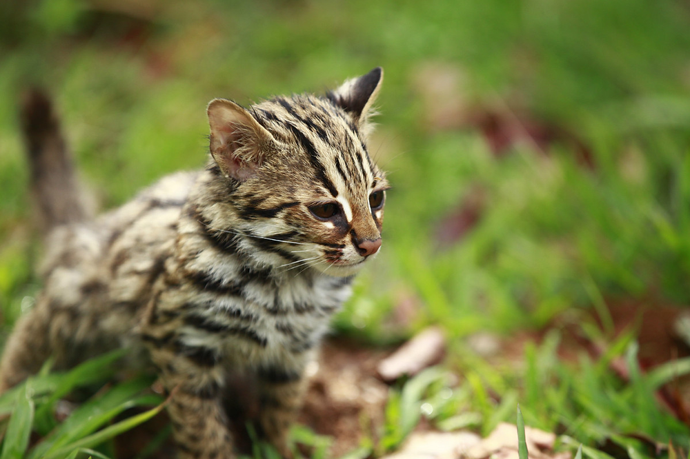 Cambodge & Nature : Le chat léopard d'Asie, un prédateur des plus ...