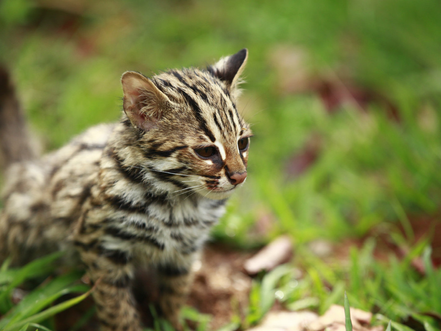 Cambodge & Nature : Le chat léopard d'Asie, un prédateur des plus adorables du bassin du Mékong