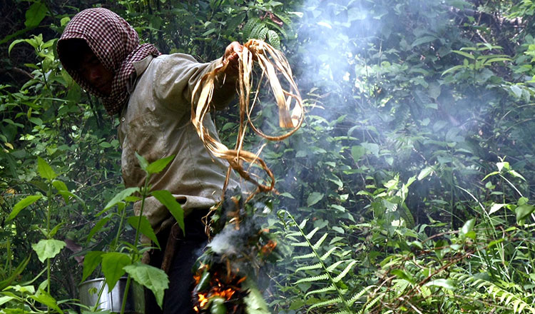 Récolte du miel dans le cadre du projet Green Prey Lang de l'Agence américaine pour le développement international (USAID).