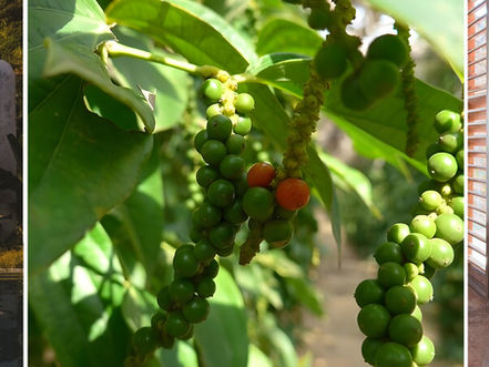 Treat yourself to an extraordinary journey where elegance meets authenticity, with a stay combining exquisite flavours, well-being and cultural immersion, created by Knai Bang Chatt and La Plantation. This exclusive package, entitled ‘A Journey of Flavour & Serenity’, invites you to discover two gems of southern Cambodia: the pepper plantation in Kampot and the refined serenity of Kep.