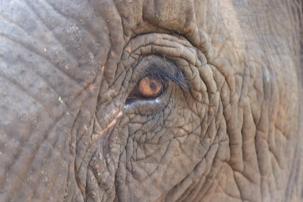 Elephant du Ratanakiri. Photo A.Tanguy