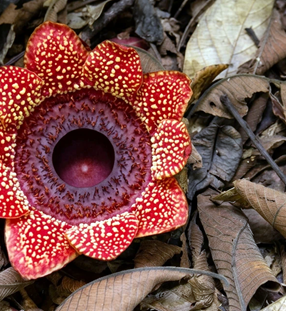 Somewhere on the dripping slopes of Mount Samkos, in Cambodia's Cardamom Mountains, a flower pushes up through the leaf litter with no stem to announce it. It has no leaves, no visible roots, no chlorophyll. It lives for only a few days, grows nowhere else on Earth, and for more than sixty years the scientific world believed it had vanished. This is the story of Sapria poilanei, one of Cambodia's rarest and least-known plants.