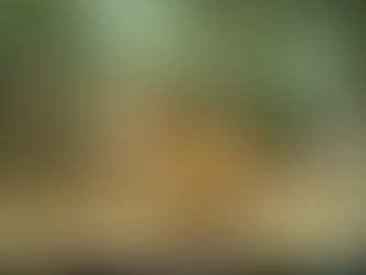 Cambodge & Nature : Un muntjac à grandes cornes identifié dans le parc national de Virachey