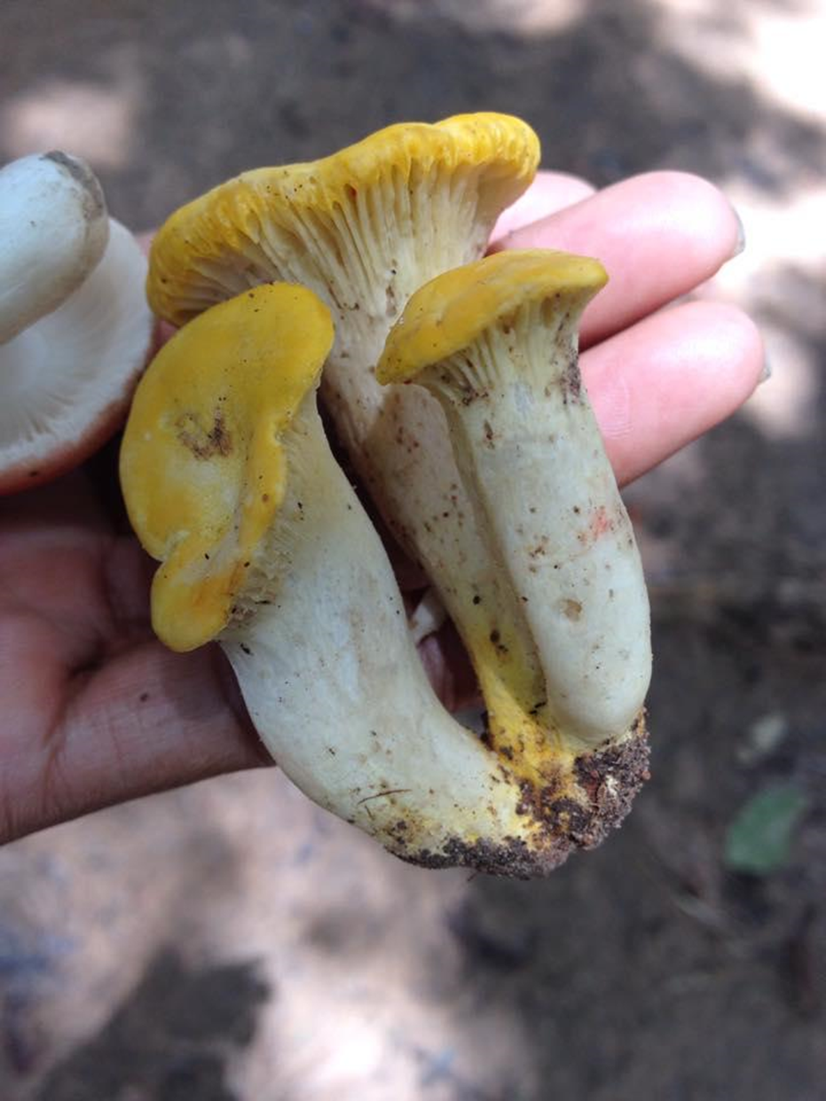 Cantharellus sp, espèce non encore décrite