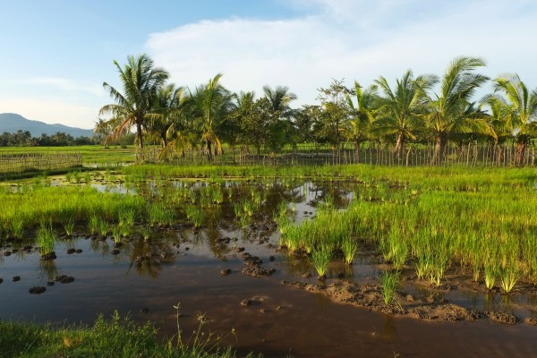 Culture du riz sur l’île Fish, à Kampot, au Cambodge. Photo par Boudewijn Huysmans