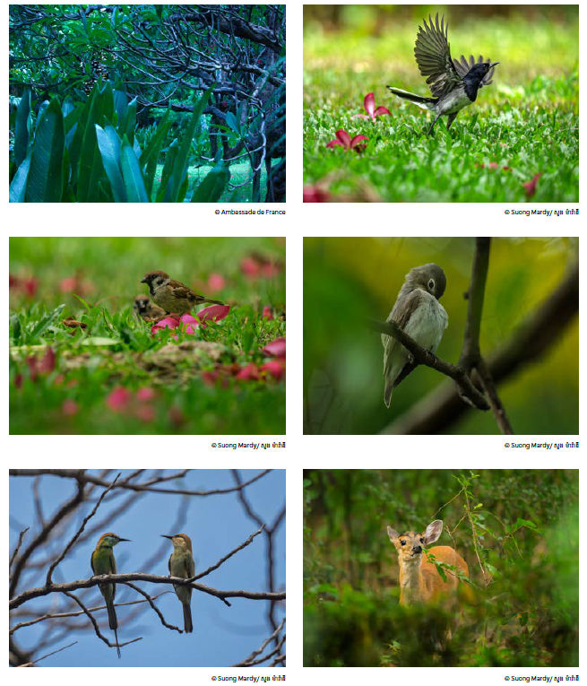L’inventaire des jardins de l’Ambassade de France au Cambodge