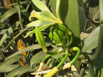 Economy: Vanilla farming thrives in Kampot, fetching over US$1,000 per kilogramme
