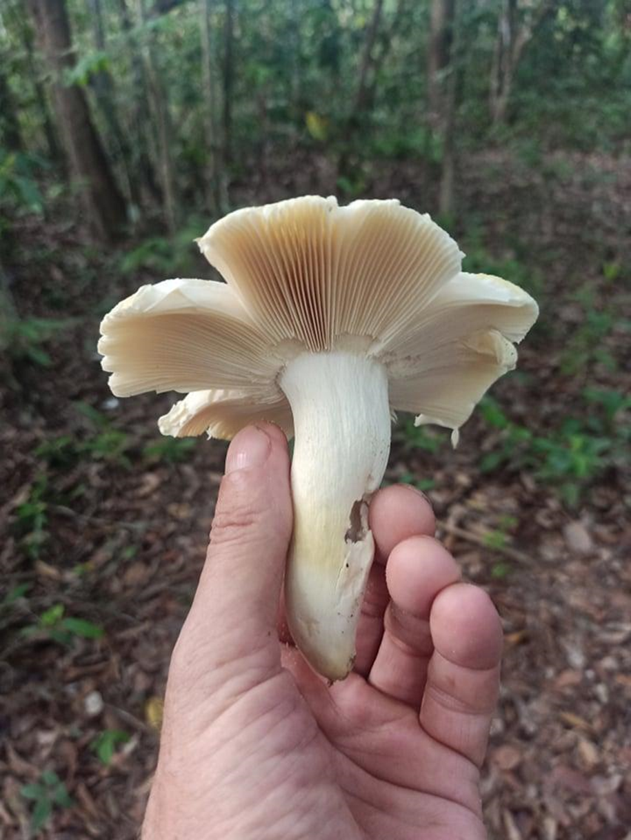 Russula sp, partie est d’Angkor Vat