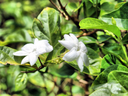 Destination & Produit du Cambodge : Kroh Kroubey, le village parfumé au jasmin