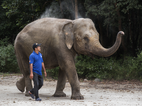 La nouvelle est tombée comme un coup de tonnerre et a suscité une vive émotion bien au-delà des frontières cambodgiennes. Lucky, l’éléphante la plus emblématique du zoo et centre de conservation de Phnom Tamao, s’est éteinte subitement, terrassée par une maladie fulgurante.