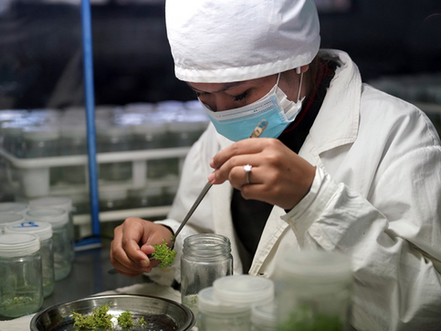 Dans le district de Siem Bok, une plantation industrielle d'eucalyptus illustre la stratégie cambodgienne de substitution aux importations de bois transformé, entre structuration de la filière domestique et développement économique provincial.
