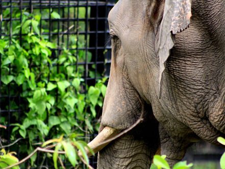 Cambodge & Environnement : Phnom Tamao devient parc zoologique, forêt protégée et jardin botanique