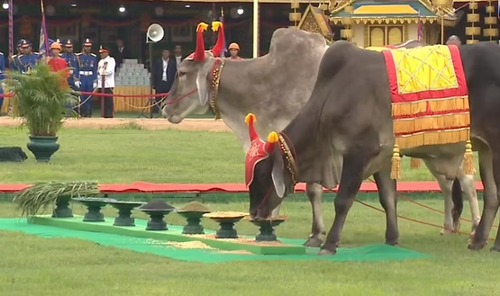 Royal Ploughing Ceremony in Cambodia: An Ancient Sacred Rite