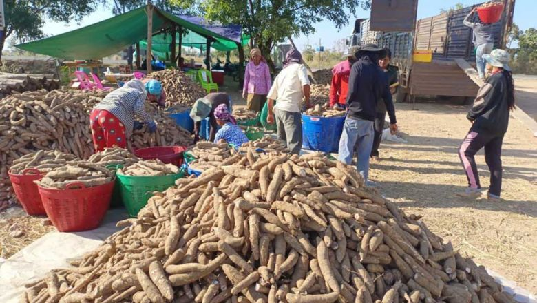 Des agriculteurs empilent du manioc dans la province de Preah Vihear. Photo fournie
