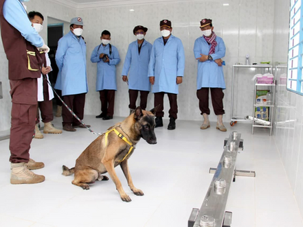 Santé & Initiative : Le Cambodge forme avec succès des chiens à la détection du coronavirus