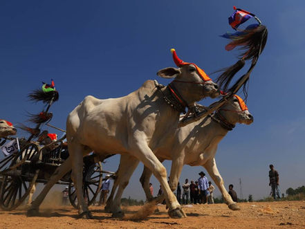 Dimanche matin, dans la commune de Sangkat Rokar Thom, à Chbar Mon (province de Kampong Speu), quelque 80 paires de chars tirés par des buffles ont fendu la poussière sur un terrain de terre battue. 