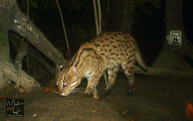 Chat-pêcheur (Prionailurus viverrinus) au Cambodge. Photographie fournie