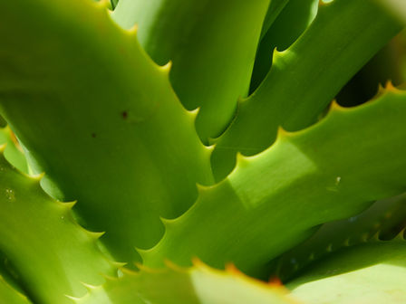 Nature & Product of Cambodia : Health and beauty tips with aloe vera