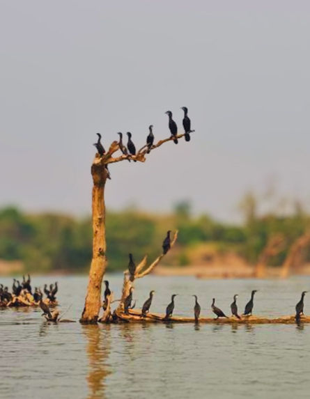 Cambodge & Nature : Sur les eaux du Sékong, les cormorans reprennent leurs quartiers