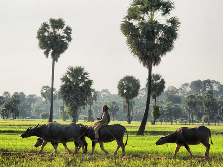 Agriculture & Changement climatique : Quand la mer menace le riz au Cambodge