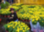 Chrysanthemum seller. Photo AKP