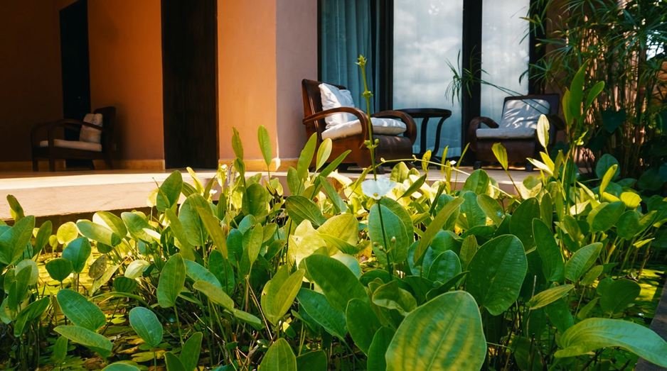 Le jardin aquatique en fleurs, juste devant les chambres — la nature reprend ses droits pendant la saison verte