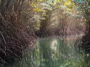 On the Saturday afternoon of World Wellness Weekend, the programme leaves the yoga mat and slips into the water. A slow kayak through one of the last intact mangrove systems on the Kep coast, with a planting stop along the way, is the moment the weekend turns from taking care of oneself to giving something back.