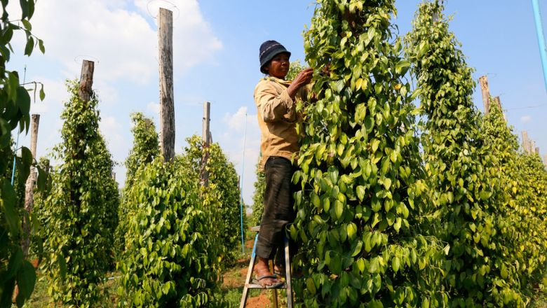 Un agriculteur récolte du poivre dans la province du Ratanakkiri